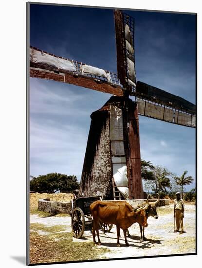 December 1946: a Herder with His Cattle Oxen in Front of an Old Windmill in Barbados-Eliot Elisofon-Mounted Photographic Print