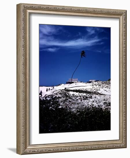 December 1946: Palm Tree Blowing in the Wind in Bathsheba, Barbados-Eliot Elisofon-Framed Photographic Print