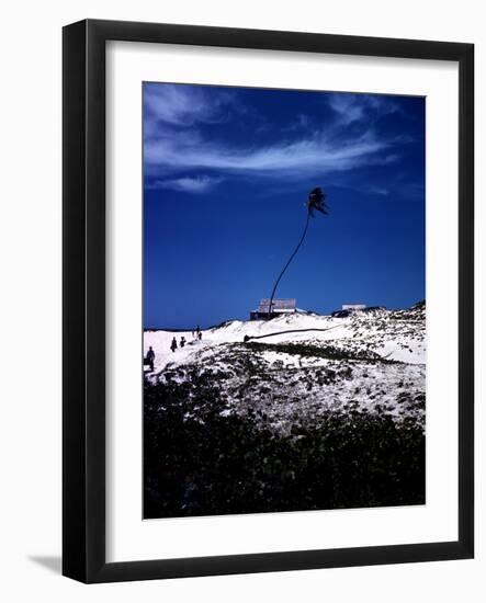 December 1946: Palm Tree Blowing in the Wind in Bathsheba, Barbados-Eliot Elisofon-Framed Photographic Print