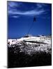 December 1946: Palm Tree Blowing in the Wind in Bathsheba, Barbados-Eliot Elisofon-Mounted Photographic Print