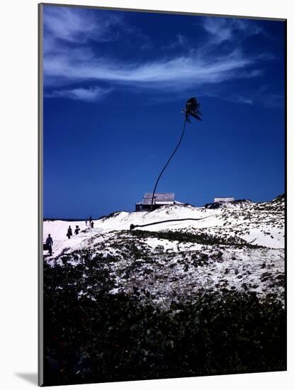 December 1946: Palm Tree Blowing in the Wind in Bathsheba, Barbados-Eliot Elisofon-Mounted Photographic Print