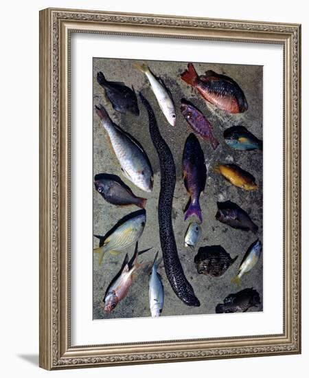 December 1946: Tropical Fish Caught by Local Fishermen in Montego Bay, Jamaica-Eliot Elisofon-Framed Photographic Print