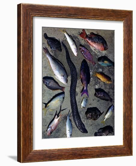 December 1946: Tropical Fish Caught by Local Fishermen in Montego Bay, Jamaica-Eliot Elisofon-Framed Photographic Print