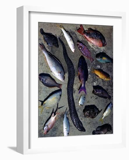 December 1946: Tropical Fish Caught by Local Fishermen in Montego Bay, Jamaica-Eliot Elisofon-Framed Photographic Print