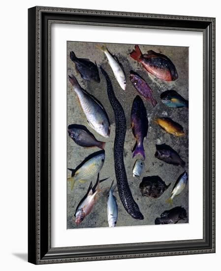 December 1946: Tropical Fish Caught by Local Fishermen in Montego Bay, Jamaica-Eliot Elisofon-Framed Photographic Print