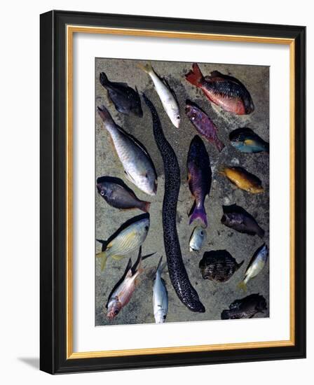 December 1946: Tropical Fish Caught by Local Fishermen in Montego Bay, Jamaica-Eliot Elisofon-Framed Photographic Print
