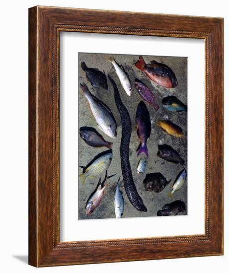 December 1946: Tropical Fish Caught by Local Fishermen in Montego Bay, Jamaica-Eliot Elisofon-Framed Photographic Print