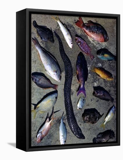 December 1946: Tropical Fish Caught by Local Fishermen in Montego Bay, Jamaica-Eliot Elisofon-Framed Premier Image Canvas