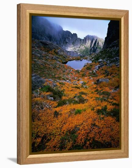 Deciduous Beech on Tasmania's West Coast Range, Tasmania, Australia-Rob Blakers-Framed Premier Image Canvas