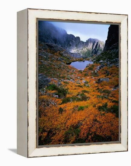 Deciduous Beech on Tasmania's West Coast Range, Tasmania, Australia-Rob Blakers-Framed Premier Image Canvas