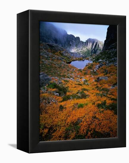 Deciduous Beech on Tasmania's West Coast Range, Tasmania, Australia-Rob Blakers-Framed Premier Image Canvas