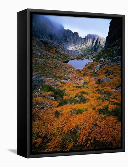 Deciduous Beech on Tasmania's West Coast Range, Tasmania, Australia-Rob Blakers-Framed Premier Image Canvas