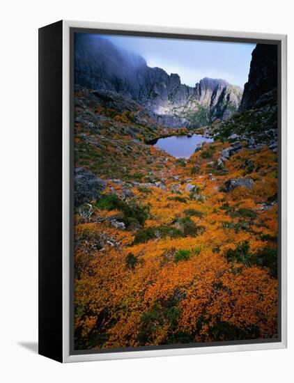 Deciduous Beech on Tasmania's West Coast Range, Tasmania, Australia-Rob Blakers-Framed Premier Image Canvas