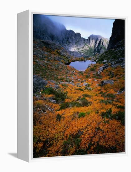 Deciduous Beech on Tasmania's West Coast Range, Tasmania, Australia-Rob Blakers-Framed Premier Image Canvas