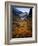 Deciduous Beech on Tasmania's West Coast Range, Tasmania, Australia-Rob Blakers-Framed Photographic Print