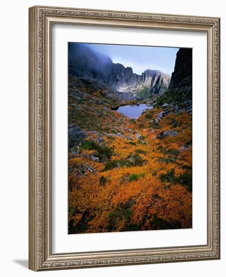 Deciduous Beech on Tasmania's West Coast Range, Tasmania, Australia-Rob Blakers-Framed Photographic Print