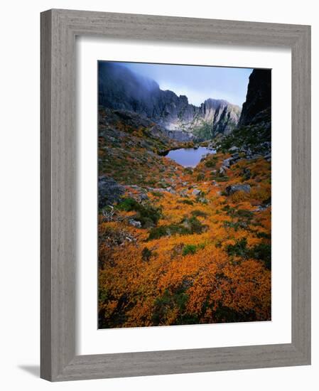 Deciduous Beech on Tasmania's West Coast Range, Tasmania, Australia-Rob Blakers-Framed Photographic Print