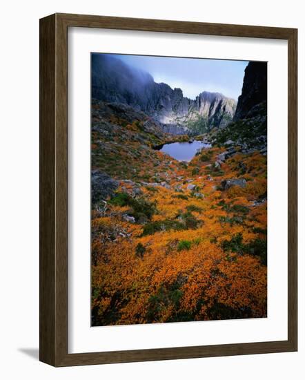 Deciduous Beech on Tasmania's West Coast Range, Tasmania, Australia-Rob Blakers-Framed Photographic Print