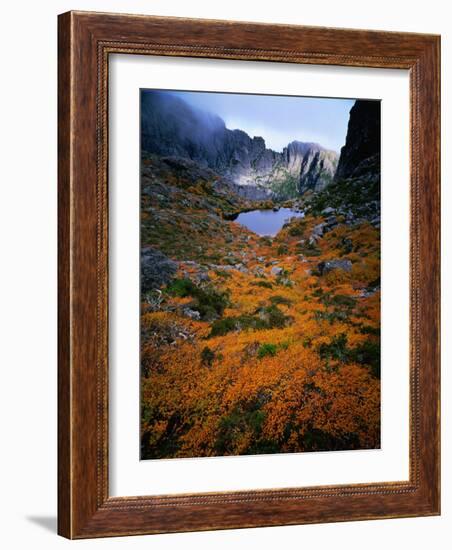 Deciduous Beech on Tasmania's West Coast Range, Tasmania, Australia-Rob Blakers-Framed Photographic Print