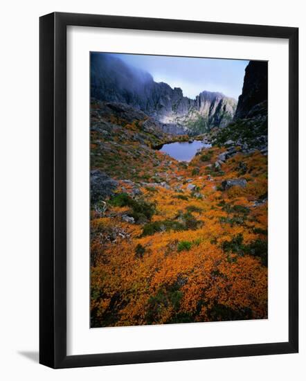 Deciduous Beech on Tasmania's West Coast Range, Tasmania, Australia-Rob Blakers-Framed Photographic Print