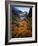 Deciduous Beech on Tasmania's West Coast Range, Tasmania, Australia-Rob Blakers-Framed Photographic Print