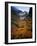 Deciduous Beech on Tasmania's West Coast Range, Tasmania, Australia-Rob Blakers-Framed Photographic Print