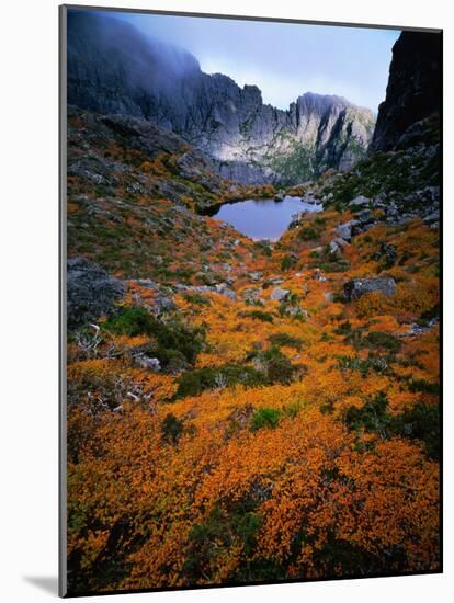 Deciduous Beech on Tasmania's West Coast Range, Tasmania, Australia-Rob Blakers-Mounted Photographic Print