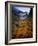 Deciduous Beech on Tasmania's West Coast Range, Tasmania, Australia-Rob Blakers-Framed Photographic Print