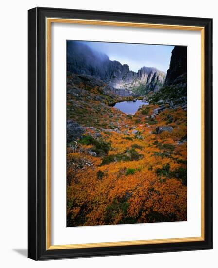 Deciduous Beech on Tasmania's West Coast Range, Tasmania, Australia-Rob Blakers-Framed Photographic Print