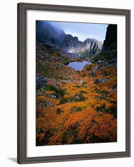 Deciduous Beech on Tasmania's West Coast Range, Tasmania, Australia-Rob Blakers-Framed Photographic Print