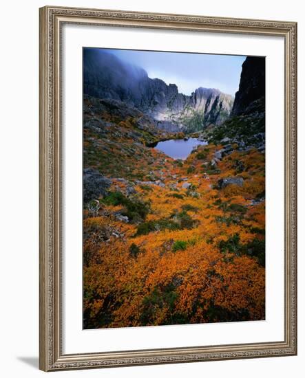 Deciduous Beech on Tasmania's West Coast Range, Tasmania, Australia-Rob Blakers-Framed Photographic Print