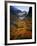 Deciduous Beech on Tasmania's West Coast Range, Tasmania, Australia-Rob Blakers-Framed Photographic Print