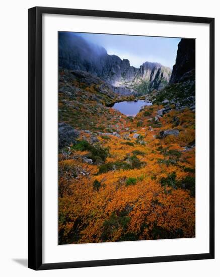 Deciduous Beech on Tasmania's West Coast Range, Tasmania, Australia-Rob Blakers-Framed Photographic Print