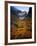 Deciduous Beech on Tasmania's West Coast Range, Tasmania, Australia-Rob Blakers-Framed Photographic Print