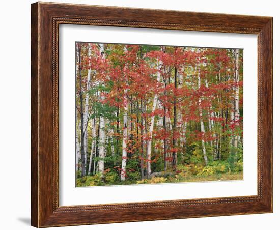 Deciduous Forest, Birches, Autumn-Thonig-Framed Photographic Print