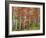 Deciduous Forest, Birches, Autumn-Thonig-Framed Photographic Print