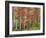 Deciduous Forest, Birches, Autumn-Thonig-Framed Photographic Print