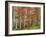 Deciduous Forest, Birches, Autumn-Thonig-Framed Photographic Print