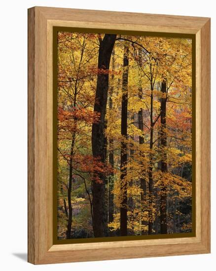 Deciduous Forest in Autumn-James Randklev-Framed Premier Image Canvas