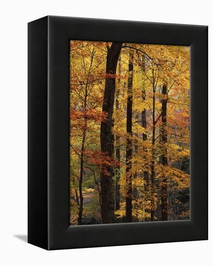 Deciduous Forest in Autumn-James Randklev-Framed Premier Image Canvas