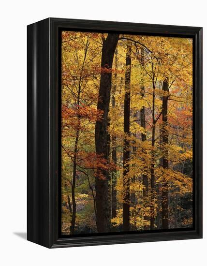 Deciduous Forest in Autumn-James Randklev-Framed Premier Image Canvas