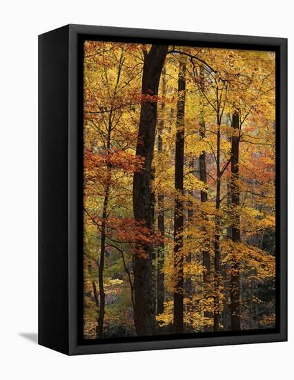 Deciduous Forest in Autumn-James Randklev-Framed Premier Image Canvas