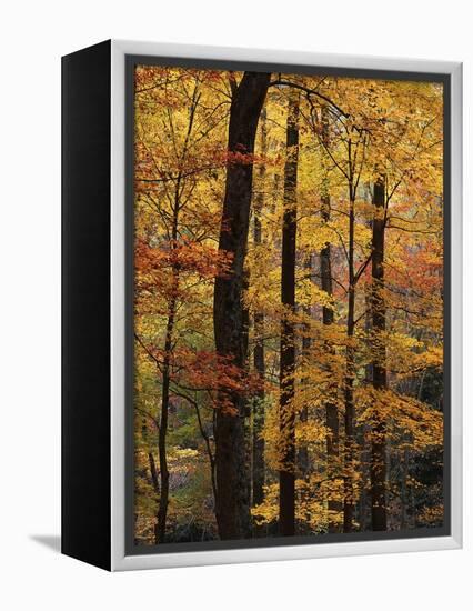 Deciduous Forest in Autumn-James Randklev-Framed Premier Image Canvas