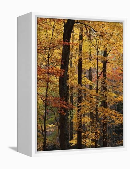 Deciduous Forest in Autumn-James Randklev-Framed Premier Image Canvas