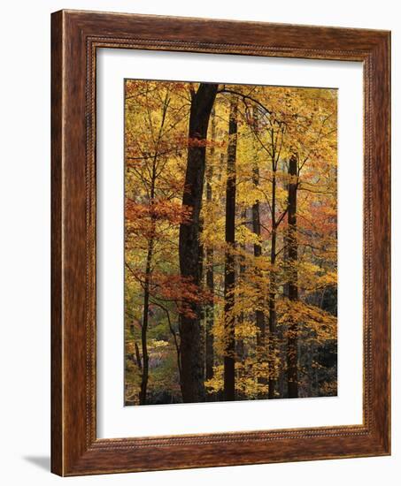 Deciduous Forest in Autumn-James Randklev-Framed Photographic Print