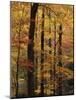 Deciduous Forest in Autumn-James Randklev-Mounted Photographic Print