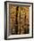 Deciduous Forest in Autumn-James Randklev-Framed Photographic Print