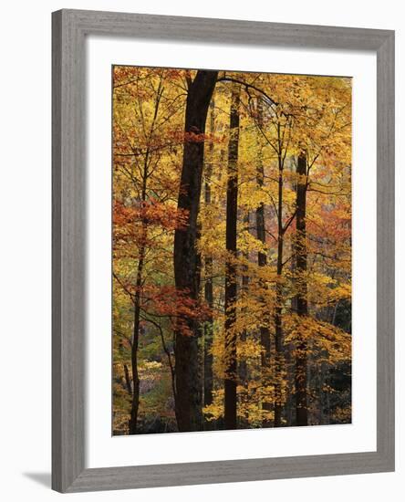 Deciduous Forest in Autumn-James Randklev-Framed Photographic Print