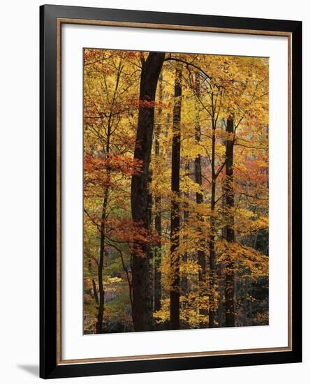 Deciduous Forest in Autumn-James Randklev-Framed Photographic Print