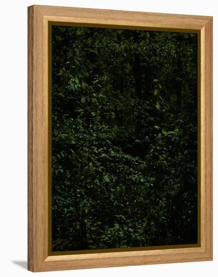 Deciduous forest with green leaves, dark, shady-Axel Killian-Framed Premier Image Canvas